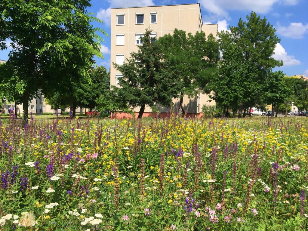 Veszprém / Travnik na zeleni površini v stanovanjski soseski. Foto: Gabor Seress