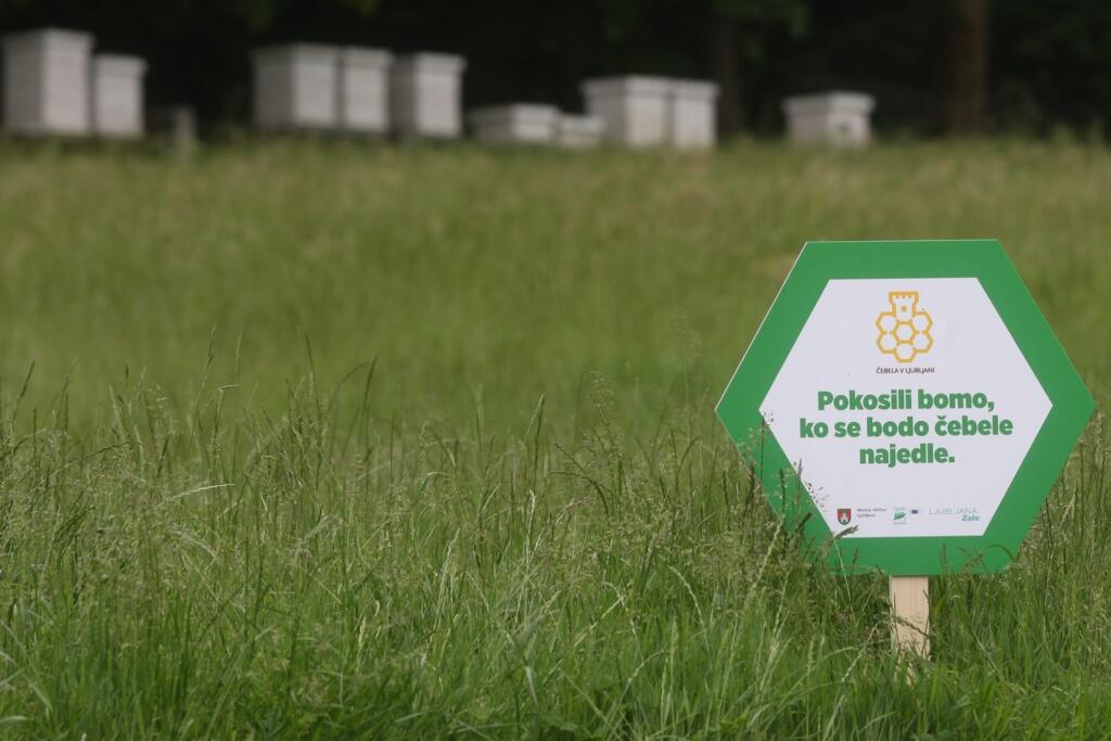 MM #3 / Ljubljana, Slovenija / Pokosili bomo, ko se bodo čebele najedle. Foto Nik Rovan