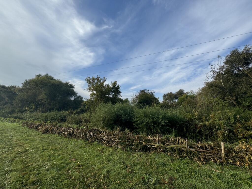 Naravna ograja iz vejevja. Foto: Krisztián Mészáros