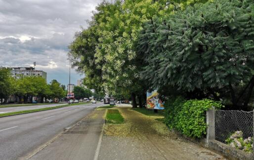 Smernice za ravnanje z drevesi v urbanem okolju